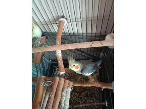 Çift Sultan Papağanlar