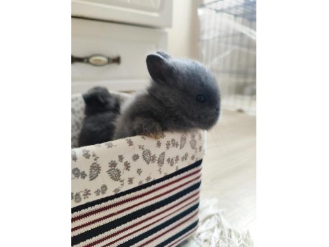 Orjinal Safkan Cüce Tavşanımız