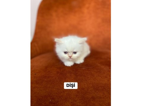 A Kalite Red Point British Longhair Yavrular