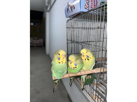 Show Jumbo Muhabbet Kuşu Yavruları