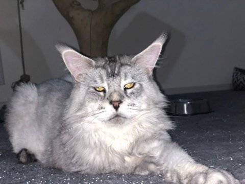 Maine Coon 2 Yaşında Erkek