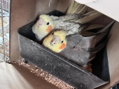 Çift Sultan Papağanı Açıklamayı Oku