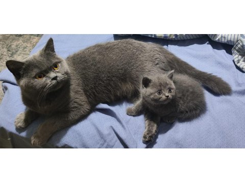 Koca Kafalı British Shorthair Bebişler