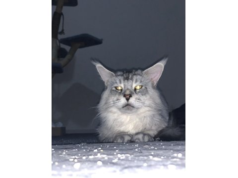 Maine Coon 2 Yaşında Erkek
