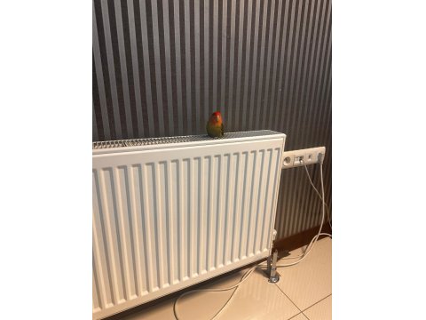 5 Aylık Dişi Sevda Papağanı