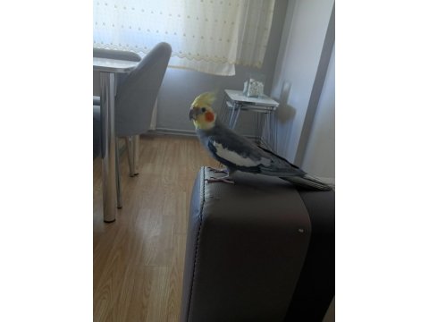 Eşli Sultan Papağanı