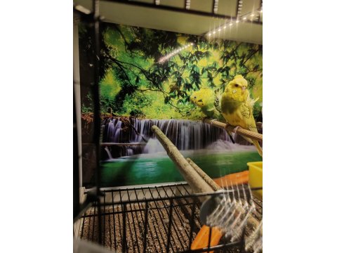 Ücretsiz Sahiplendirme Japones Ev Üretimi 2025 Doğumlu Muhabbet Kuşu