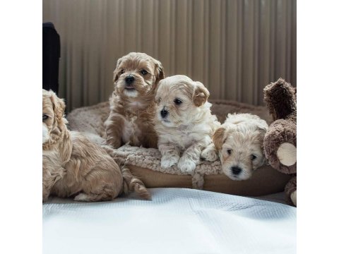 Ruhsatlı İşletmeden Mini Maltipoo Köpekler