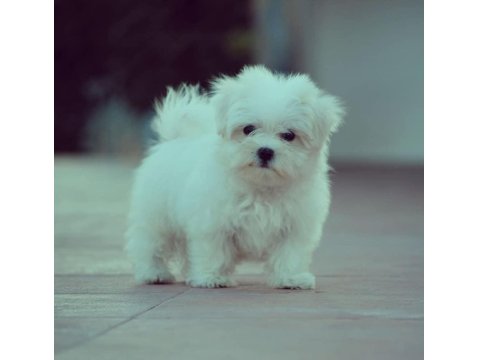 Dünya Tatlısı Maltese Yavruları