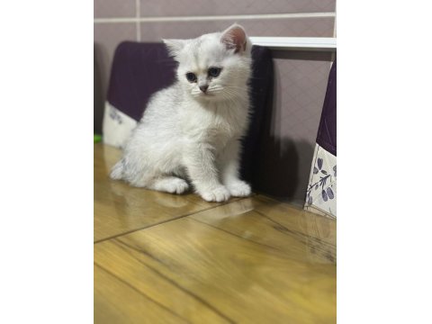 Minik British Shorthair Prenses