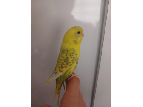 Ele Alışkın Uyguna Muhabbet Kuşlar