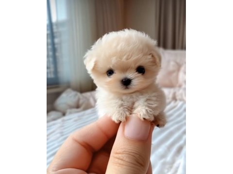 Maltipoo Cinsi