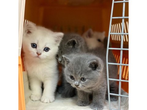 British Shorthair Sevimli Yavrular