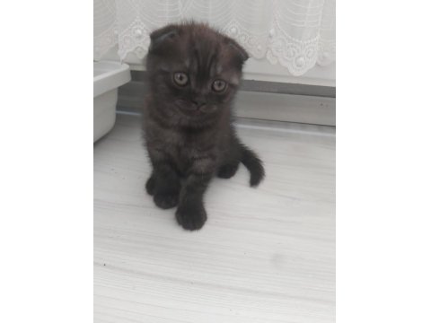 Scottish Fold Kedimiz İstanbul Tuzla