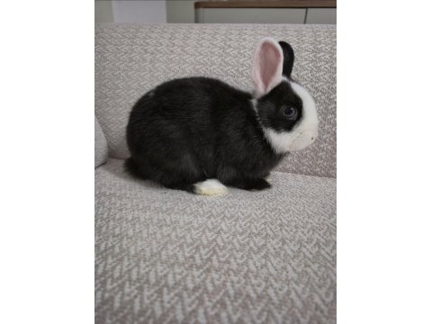 Safkan Hollanda Cüce Erkek Ve Dişi Tavşanlar