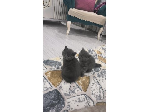British Shorthair Yavrular Teslime Hazır