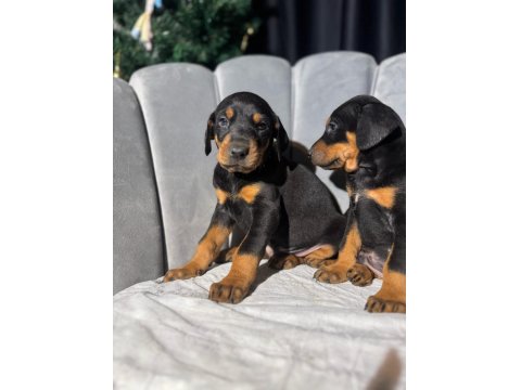 King Doberman Erkek Ve Dişi Yavrular