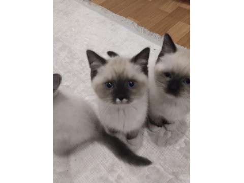Küçük Minik Ragdoll Kalpler Ailelerini Sabırsızlıkla Bekliyor