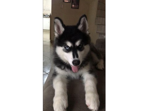 Mavi Boncuk Husky Kimdeyse Benim Gönlüm Ondadır