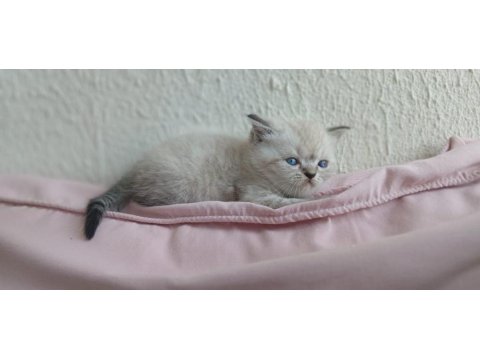 İran Kedisi Miniklerimiz Ailelerini Bekliyor