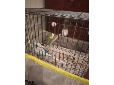 Muhabbet Kuşu Dişi Ve Erkek 1 Yaşında