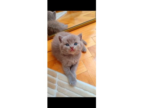 Gri Ve Lilac Renk Erkek Dişi British Shorthair Yavrular