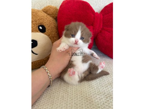 Cinnamon Chocolate Bicolour Bebek Kedilerimiz