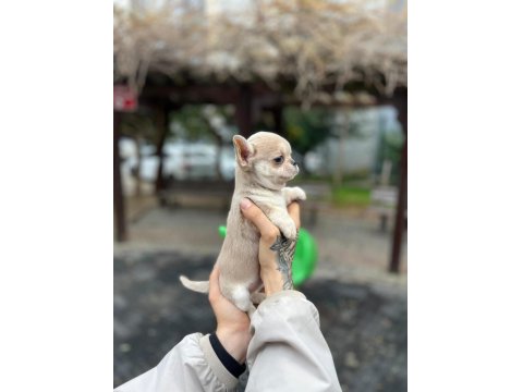 Sağlıklı Şivava Köpeği Yavrular