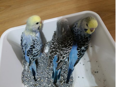 Muhabbet Kuşu Jumbo Yavru