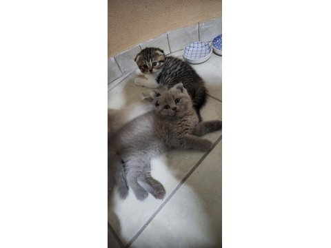 Scottish Fold Yavrularımıza Yuva Arıyoruz