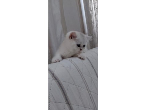 British Shorthair 50 Günlük Yavrular