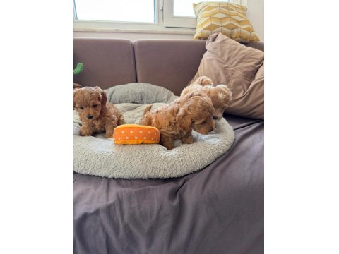 Teacup Kore Maltipoo Hipoalerjenik Yavrularımız