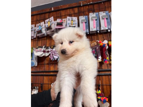 Bembeyaz Güzellik Safkan Samoyed Yavrusu