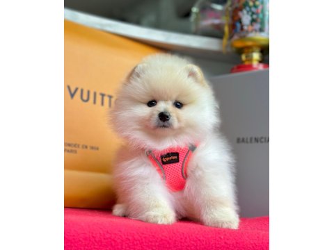 Safkan Pomeranian Boo Yavrularımız