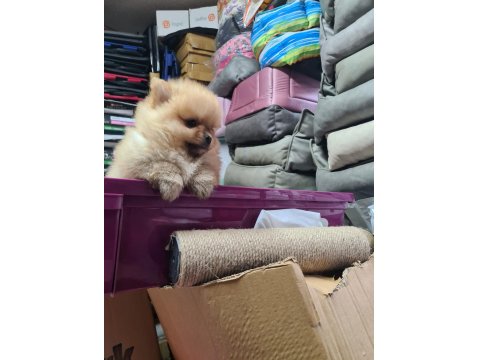 Üst Düzey Pomeranian Boo