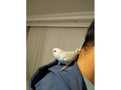 Eğitimli Muhabbet Kuşu