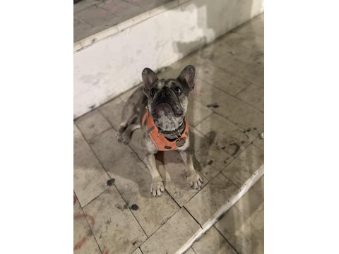 Egzotik Merle French Bulldog