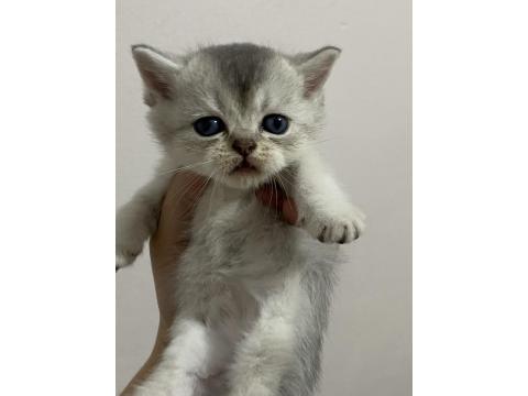 Scottish Fold Ve Scottish Straight Bebekler