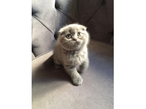 British Shorthair Ve Scottish Yavruları