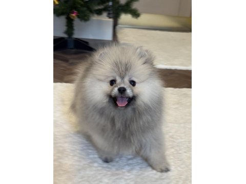 Dişi Ayı Surat Gülen Yüz Pomeranian