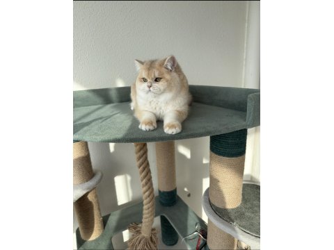 Pet Şecereli Safkan British Shorthair Bebekler