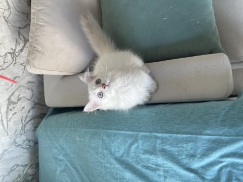 Safkan Atalardan Point British Longhair Yavrular