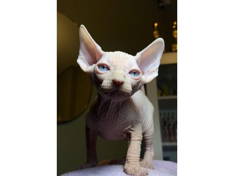 Sfenks Bebişler Sahiplerini Arıyor