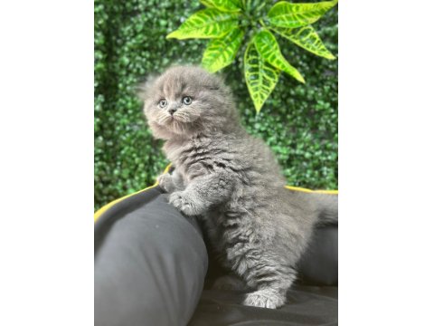 A Kalite Scottish Fold Ayı Surat Yavrumuz