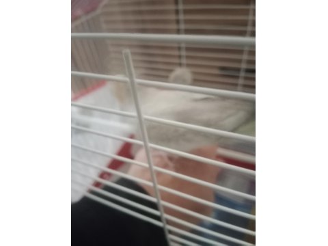 Özenle Baktığımız Papağanımız Yeni Yuvasını Arıyor