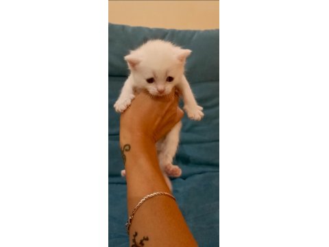 Scottish Fold Ve Straight