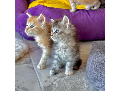 Wcf Şecereli Şampiyon Soylu Sağlık Garantili Maine Coon