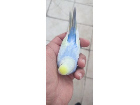35 Günlük Rainbow Muhabbet Kuşlar