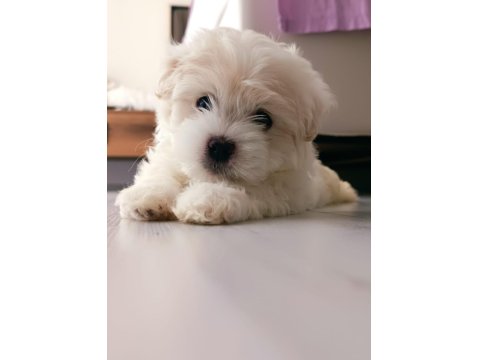 Kore Maltese Bebeklerimiz