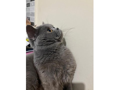 Acil Ücretsiz Sahiplendirme Ankara İçi British Shorthair